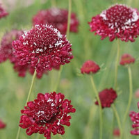 Fire King – Scabiosa Seed