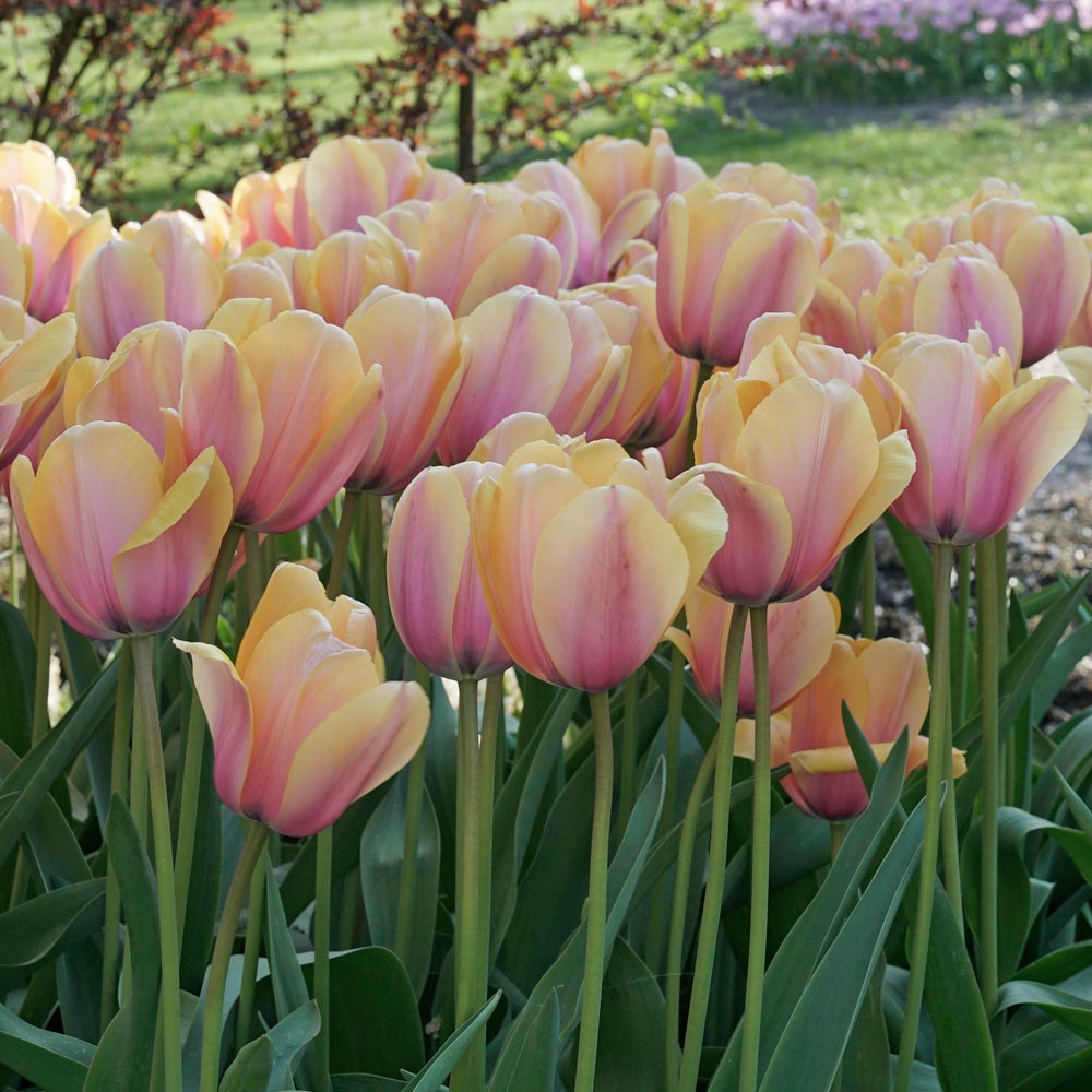 Blushing Impression Tulip Seeds