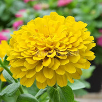 Zinnia Yellow Flower Seeds