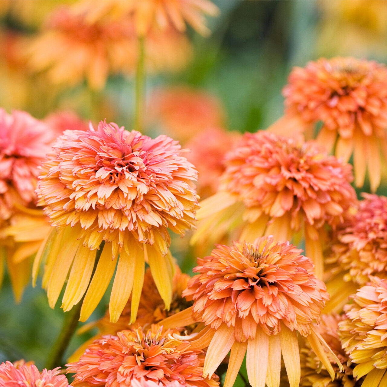 Marmalade Coneflower