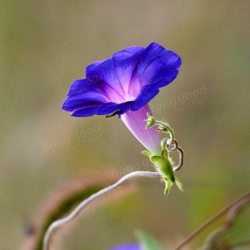 Picotee Blue Morning Glory Seeds Rare Petunia Seeds Bonsai Flower