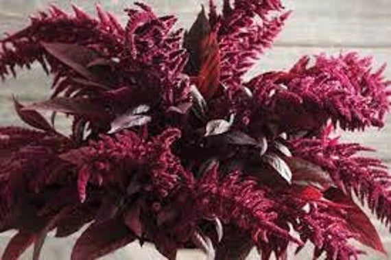 Red Spike – Amaranthus Seed