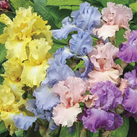 Pastel Bearded Iris Mixture