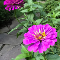 Zinnia Elegans Purple Flower Seeds