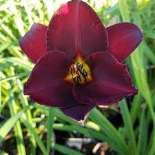 Raspberry Suede Daylily