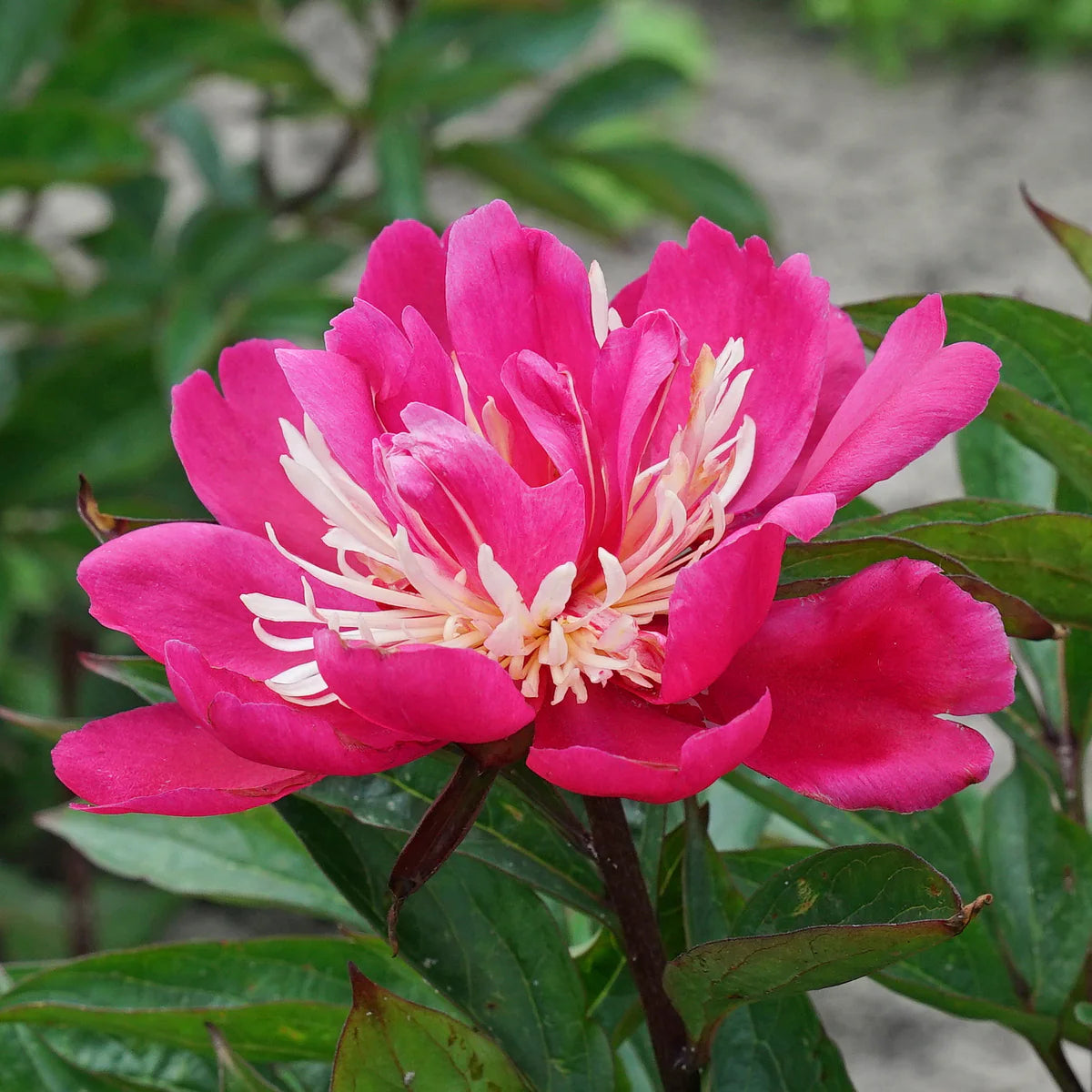 Top Hat Peony