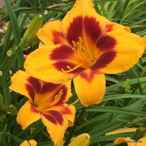 Fooled Me Daylily