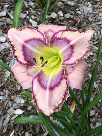 Handwriting on the Wall Reblooming Daylily