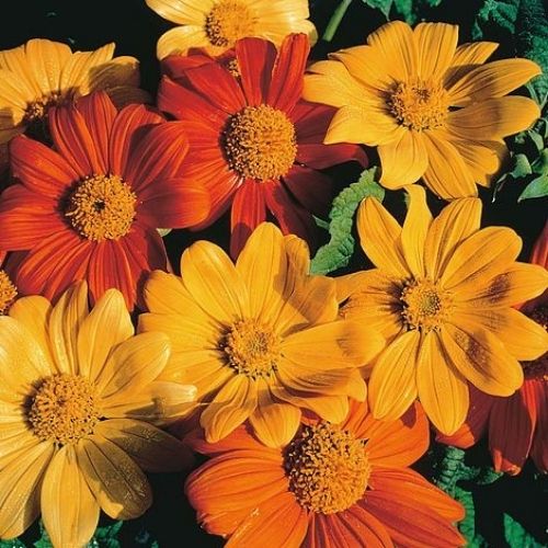 Mexican Sunflower – Tithonia Seed