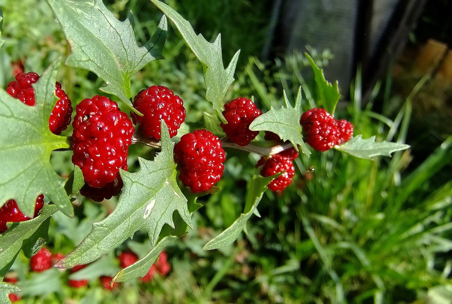 Pampered Strawberry Spinach Seeds