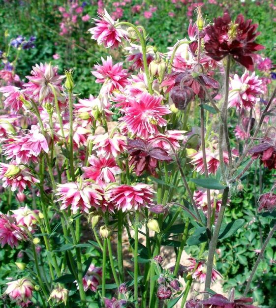 Barlow Mix – Columbine Seed