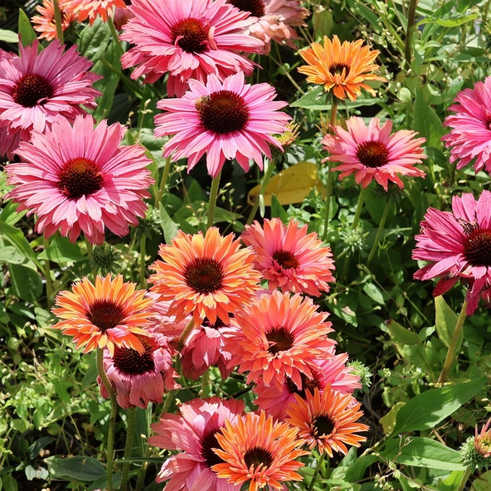 SunSeekers Rainbow Coneflower