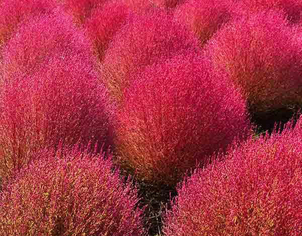 Kochia Burning Bush Flower Seeds