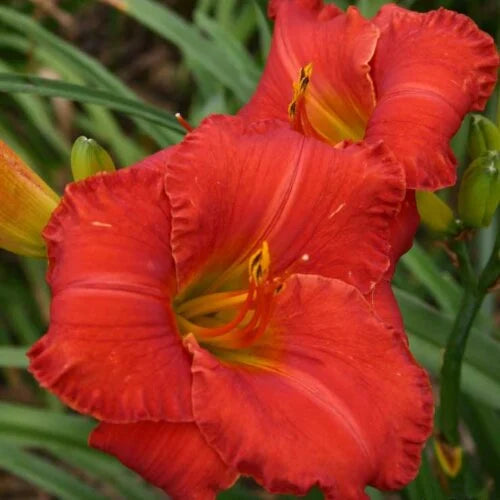 Desert Flame Reblooming Daylily