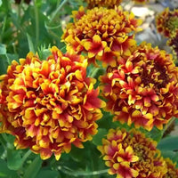 Gaillardia Double Mixed Color Desi Flower Seeds