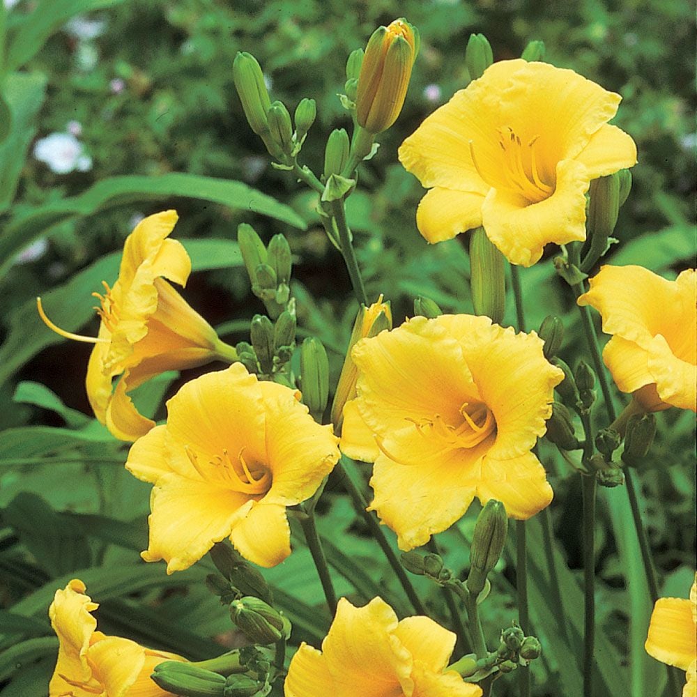 Stella de Oro Dwarf Reblooming Daylily