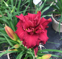 Double Pardon Me Reblooming Daylily