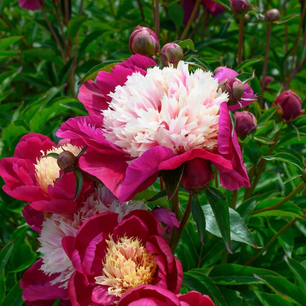 White Cap Peony