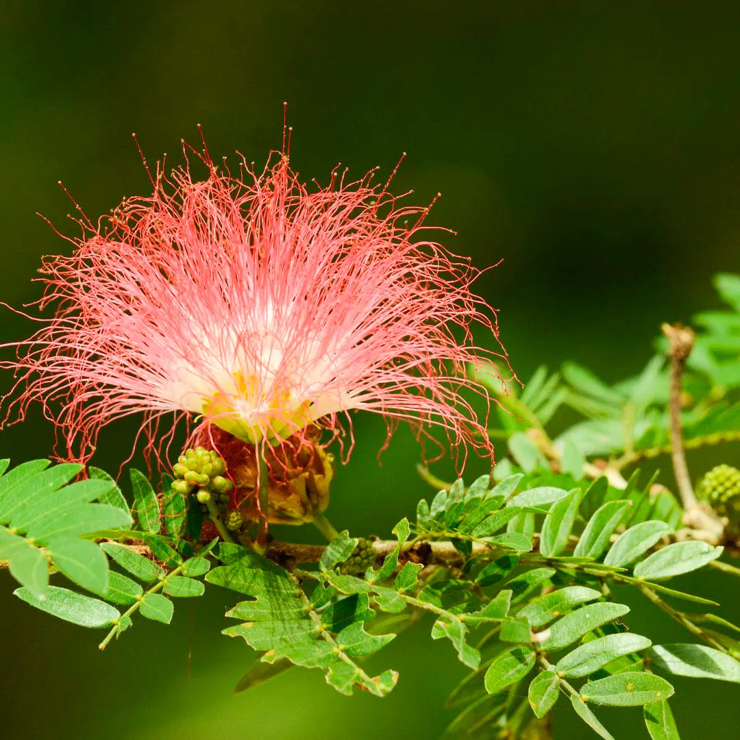 Samanea Saman Rain Tree Seeds