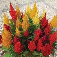 Celosia Plumosa Mixed Color Seeds