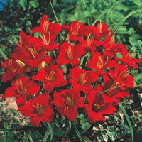 Breck's Dwarf Reblooming Daylily Collection