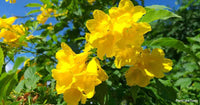 Tecoma Trumpet Flower Seeds