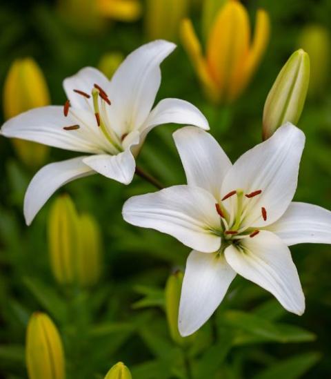 Belladonna Lily- White