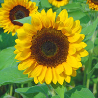 Sunrich Orange Summer – Sunflower Seed