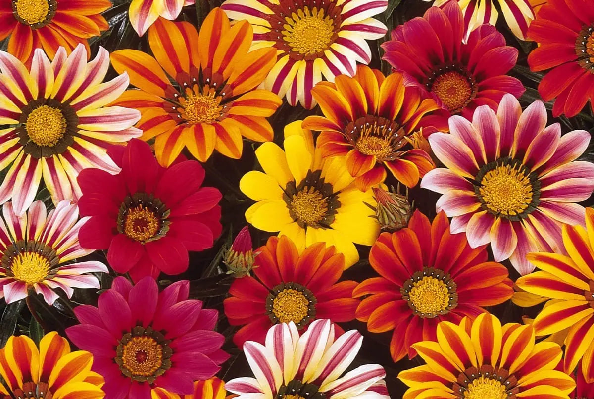 Gazania Sun Shine Mixed Color Flower Seeds