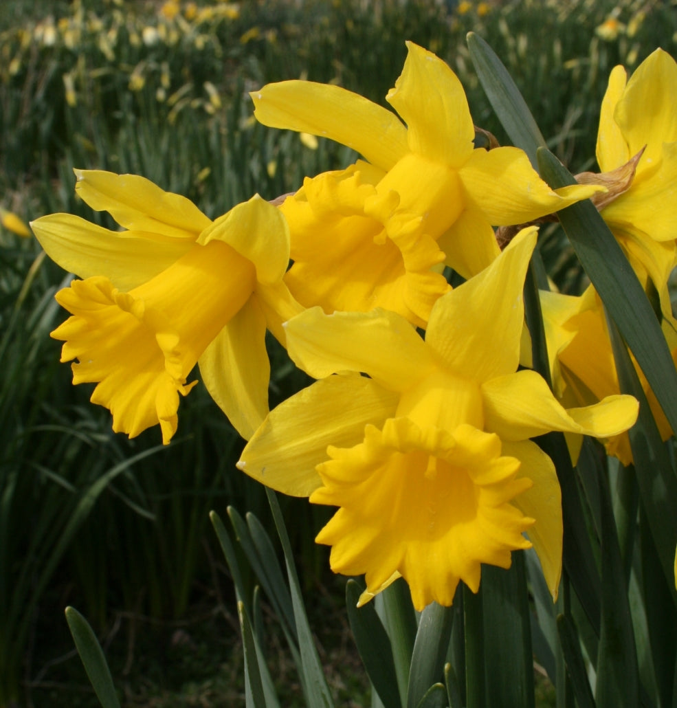 Trumpet Daffodil Improved King Alfred Seeds