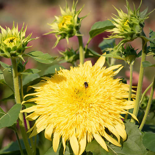 Lemonade – Sunflower Seed