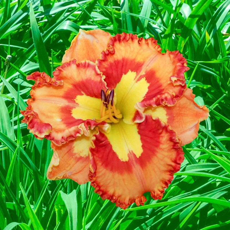 Euphoric Reblooming Daylily