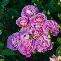 Arctic Blue Floribunda Rose