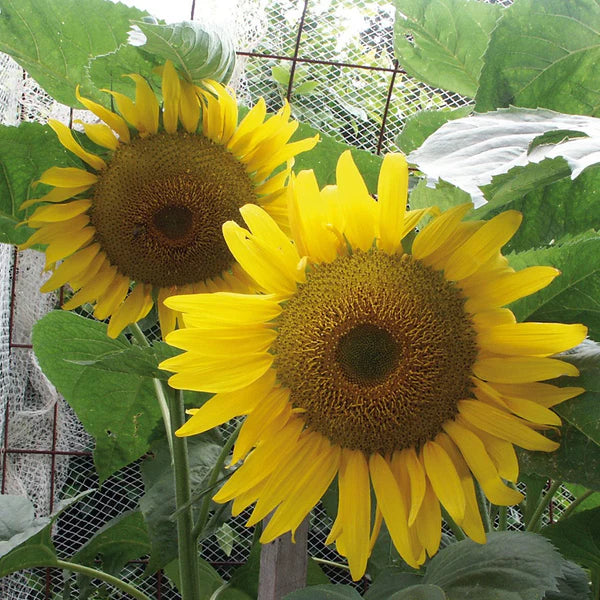 Sunflower Russian Giant Seeds