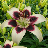 Asiatic Lily- Easy Dance