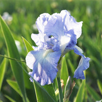 Victoria Falls Reblooming Tall Bearded Iris