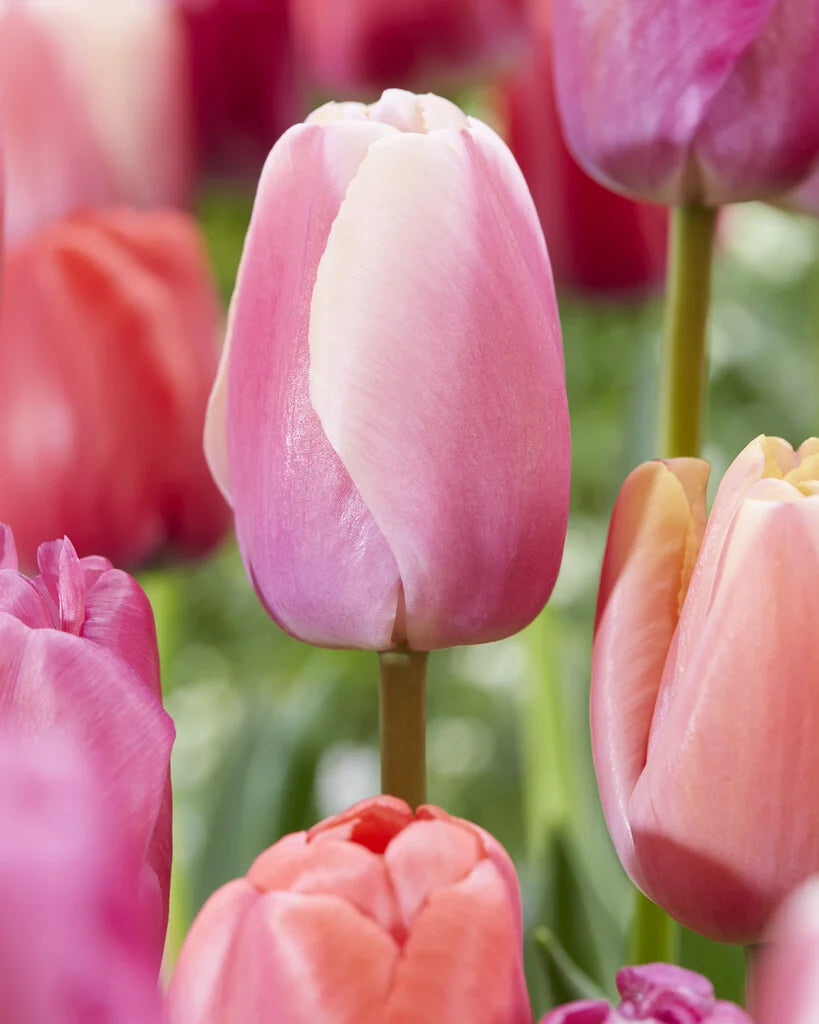 Blissful Bloom Tulip Bulbs