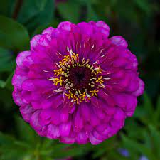 Zinnia Elegans Purple Flower Seeds