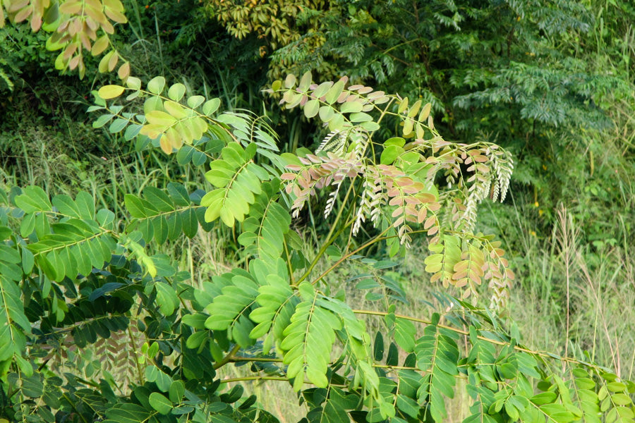 Albizia procera Siris Seeds