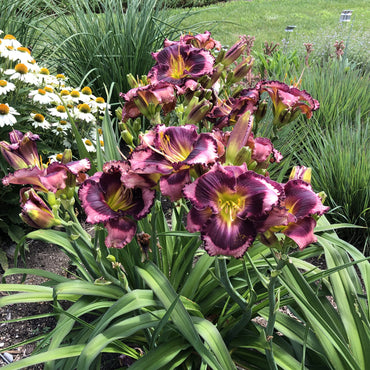 Storm Shelter Reblooming Daylily