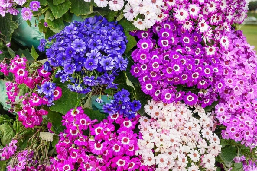 Cineraria Mixed Color Flower Seeds