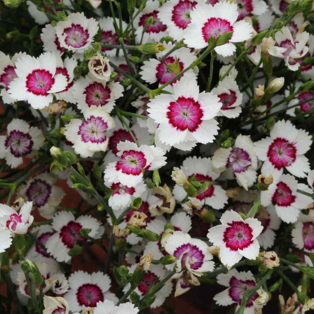 Dianthus Chinensis Flower Seeds