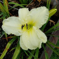 Sunday Gloves Reblooming Daylily