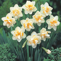 White Lion Daffodil Seeds