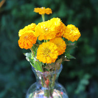 Oklahoma Golden Yellow – Zinnia Seed