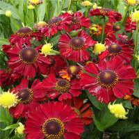 Hot Lava Helenium