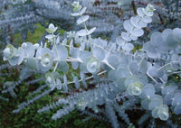 Baby Blue Bouquet – Eucalyptus Seed