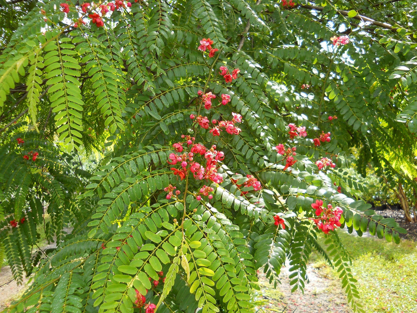 Cassia Marginata Seeds