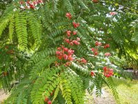 Cassia Marginata Seeds