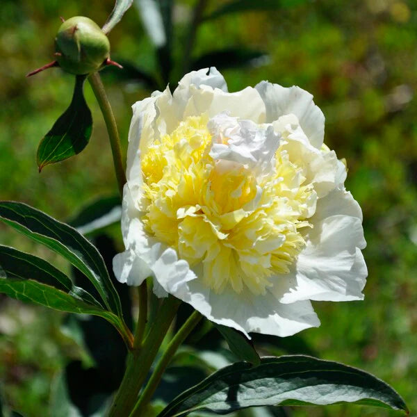 Top Brass Peony